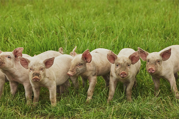 企業(yè)年度經(jīng)營(yíng)計(jì)劃管理分析：養(yǎng)殖戶養(yǎng)一頭豬虧36元